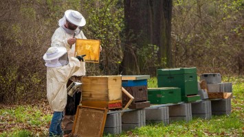 beekeeper-4426003_1920 (1)