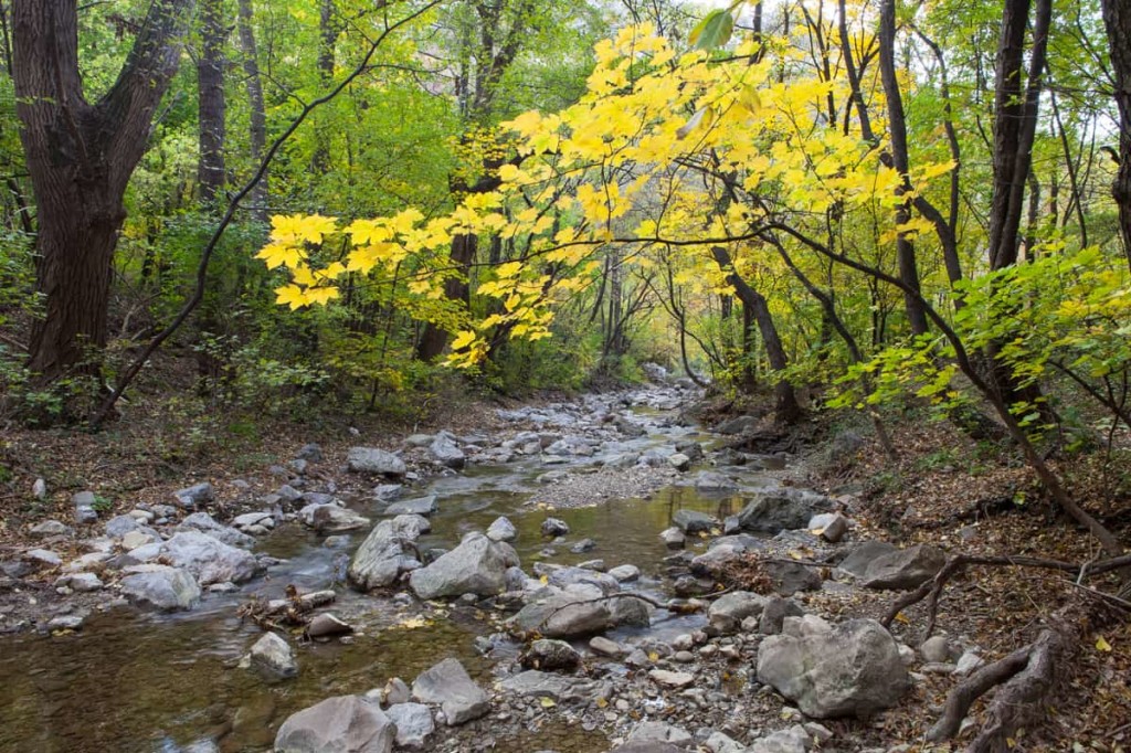 Foresta_dxacqua_-_Il_torrente_Rosandra_M2A-0911 (2)