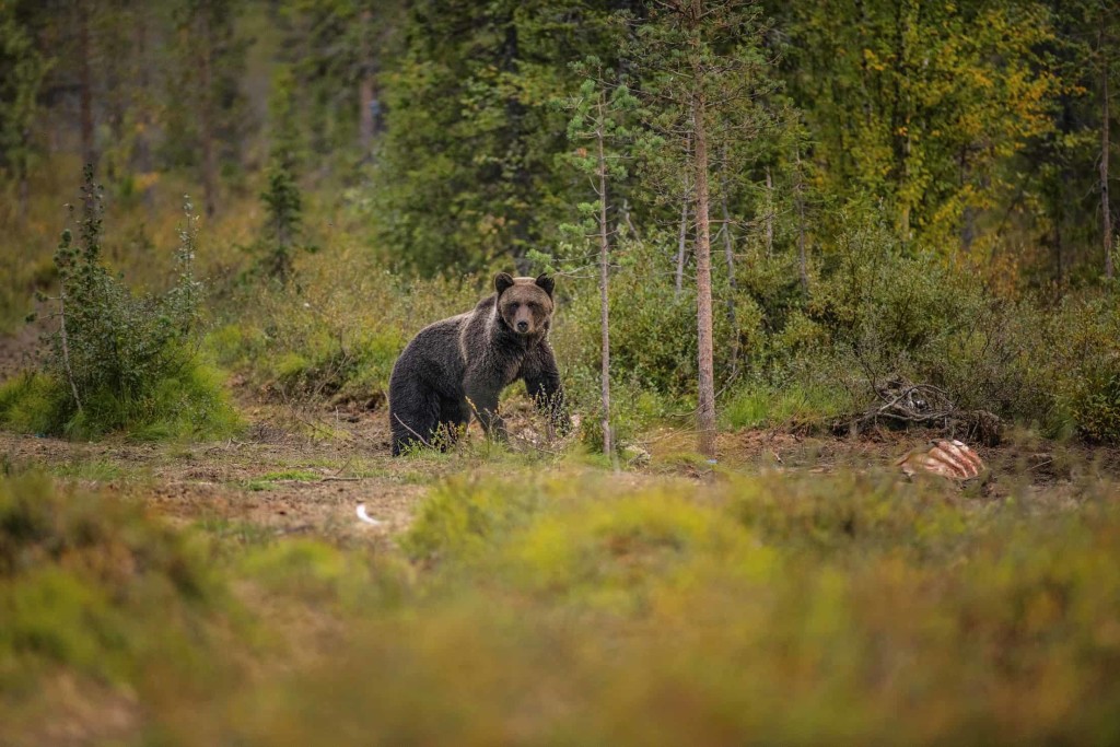 Avvistamento orso bruno_foto Michael Törnkvist_Explore the North (2)