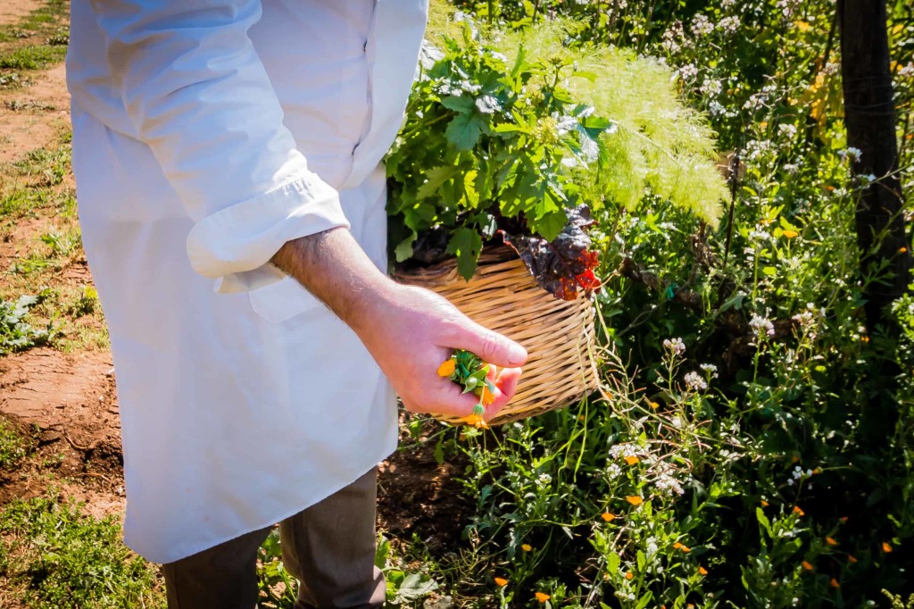 Baglio Occhipinti - Organic farm (3)