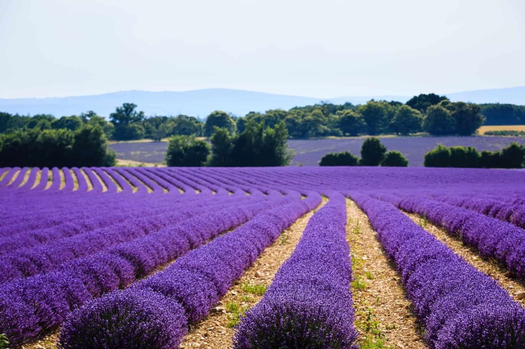 Lavanda-credito-La-Valle-della-Lavanda-2-002