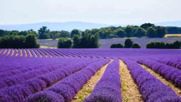 Lavanda-credito-La-Valle-della-Lavanda-2-002