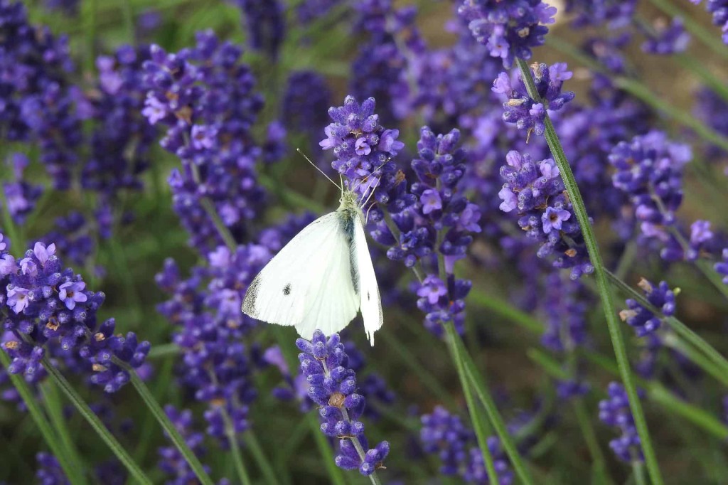 lavender-ga9dc6857c_1920