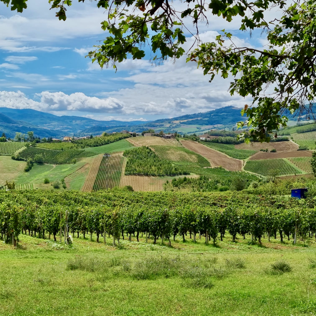 Vigneti - Credit Strada dei Vini e Sapori dei Colli Piacentini