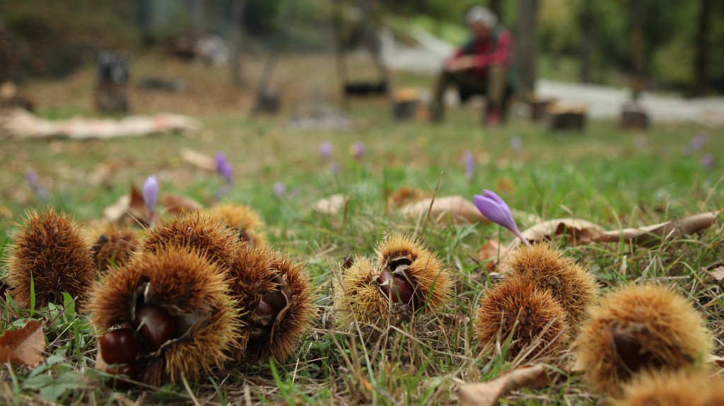 castagne1