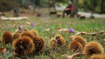 castagne1