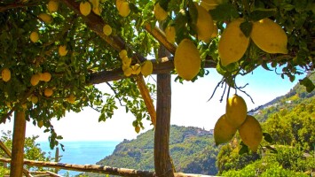 Limoni(0)