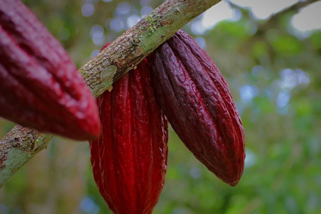 Baccelli di cacao