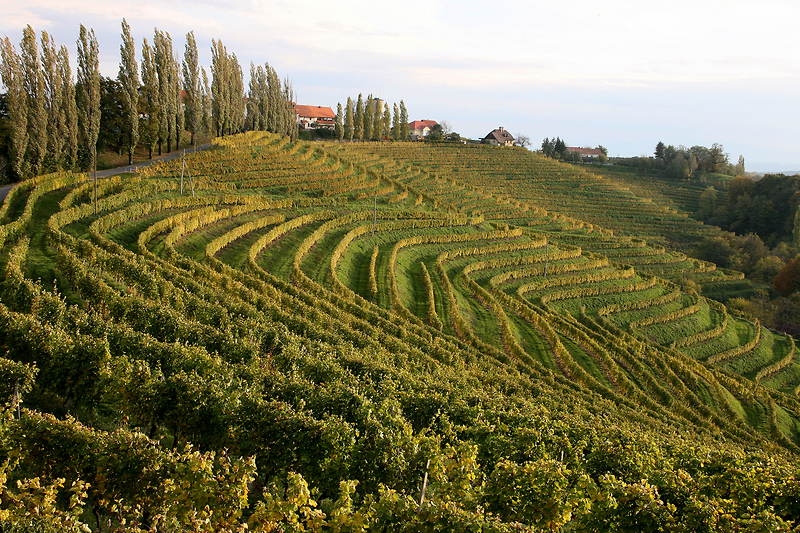 Distese di vigneti nelle terre slovene di confine ph Marco Copo, EnteSloveno per il turismo