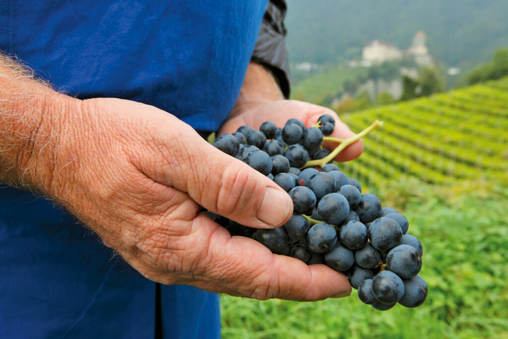 La vendemmia a Tirolo (Bz) credits  Associazione Turistica Tirolo