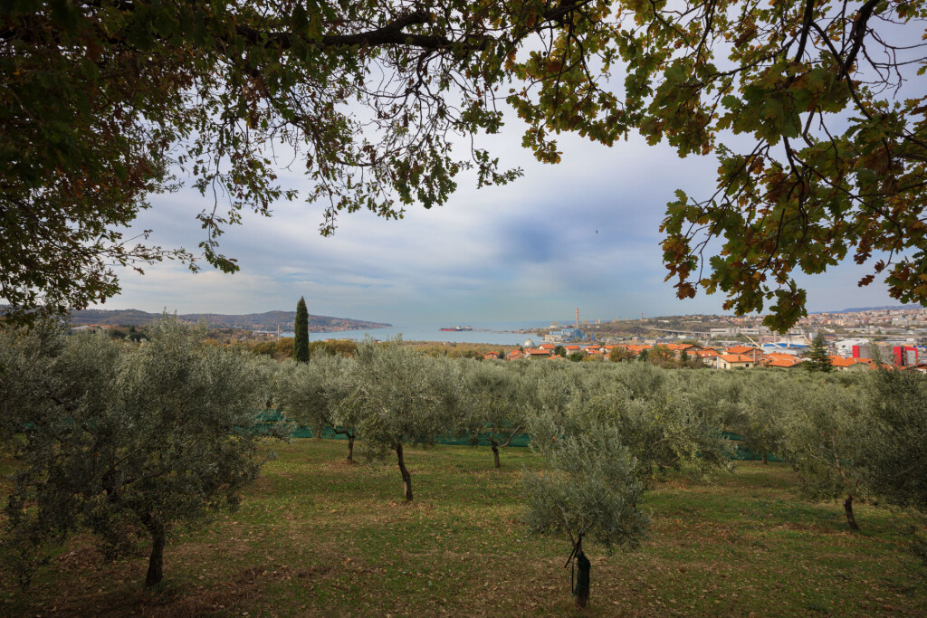 Gli uliveti a San Dorligo della Valle, credits PromoTurismoFVG/ Gianpaolo Scognamiglio